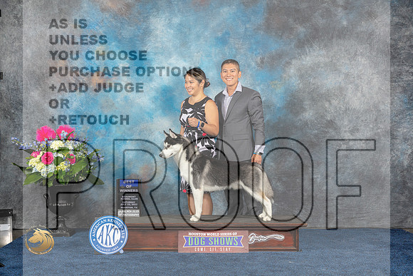 Siberian Husky #5 Sat BOV Judge Joan LiebesMJP_5881_HOUSTON_2023_HR3