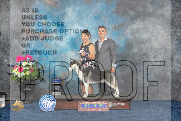 Siberian Husky #5 Sat BOV Judge Joan LiebesMJP_5885_HOUSTON_2023_HR3