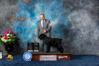 Standard Schnauzer #5 Sat BOW MAJ Judge Joan Liebes