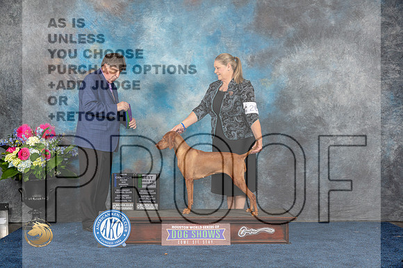 Vizsla #26 Sat WB BBB NC Judge Charles OlvisMJP_5302_HOUSTON_2023_HR3