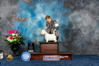 West Highland White Terrier #10 Sat BOW MAJ Judge Patricia Trotter