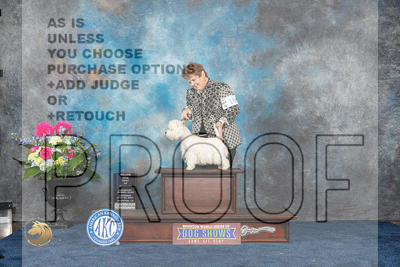 West Highland White Terrier #10 Sat BOW MAJ Judge Patricia TrotterMJP_5852_HOUSTON_2023_HR3