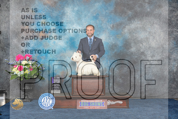 West Highland White Terrier #21 Sat WD NC MAJ Judge Cheryl PatersonMJP_5863_HOUSTON_2023_HR3
