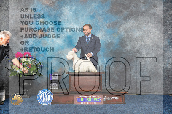 West Highland White Terrier #21 Sat WD NC MAJ Judge Cheryl PatersonMJP_5865_HOUSTON_2023_HR3