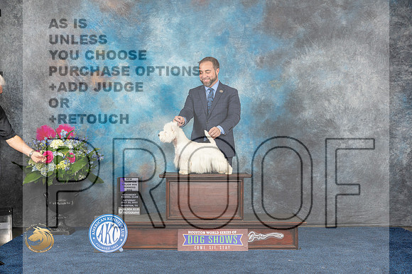 West Highland White Terrier #21 Sat WD NC MAJ Judge Cheryl PatersonMJP_5866_HOUSTON_2023_HR3