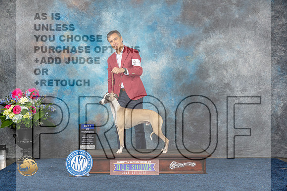 Whippet #9 Sat BOW Judge Cheryl PatersonMJP_5272_HOUSTON_2023_HR3