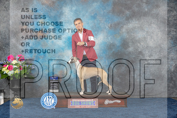 Whippet #9 Sat BOW Judge Cheryl PatersonMJP_5275_HOUSTON_2023_HR3