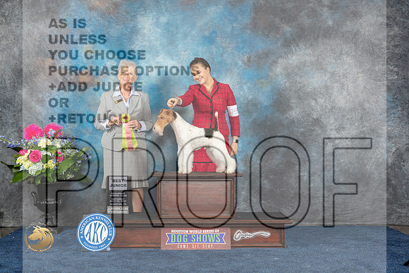 Wire Fox Terrier #J755 Sat BJ Judge Sharon StecklerMJP_5931_HOUSTON_2023_HR3