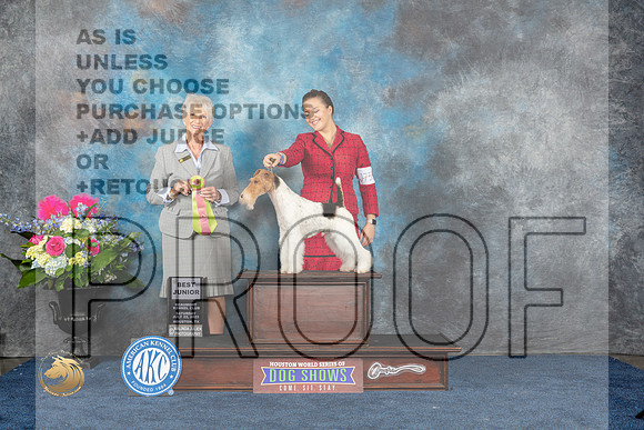 Wire Fox Terrier #J755 Sat BJ Judge Sharon StecklerMJP_5936_HOUSTON_2023_HR3