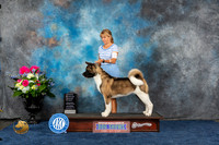 Akita #12 Sat OHG1 Judge Sharon Steckler
