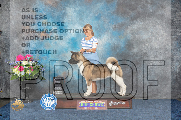 Akita #12 Sat OHG1 Judge Sharon StecklerMJP_6558_HOUSTON_2023_HR3