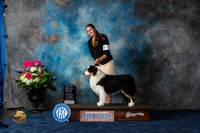 Australian Shepherd #45 Sat OHG3 Judge Donnelle Richards