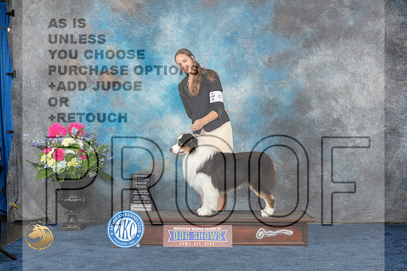 Australian Shepherd #45 Sat OHG3 Judge Donnelle RichardsMJP_6398_HOUSTON_2023_HR3