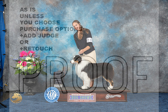 Australian Shepherd #45 Sat OHG3 Judge Donnelle RichardsMJP_6399_HOUSTON_2023_HR3