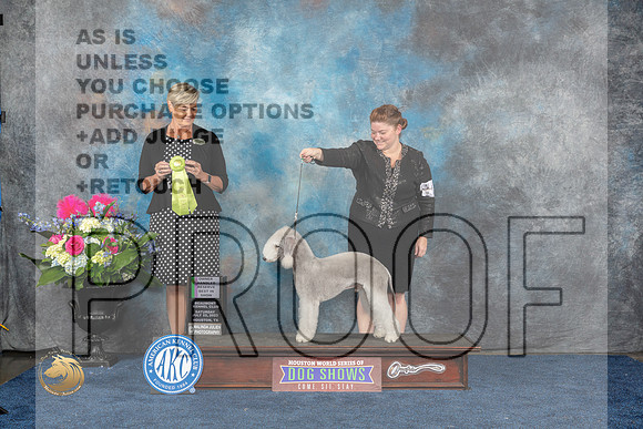 Bedlington Terrier #15 Sat OHRBIS Judge Cheryl PattonMJP_6552_HOUSTON_2023_HR3