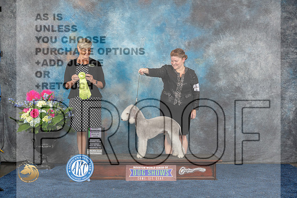 Bedlington Terrier #15 Sat OHRBIS Judge Cheryl PattonMJP_6554_HOUSTON_2023_HR3
