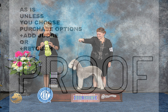 Bedlington Terrier #15 Sat OHRBIS Judge Cheryl PattonMJP_6555_HOUSTON_2023_HR3