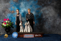 Bedlington Terrier #20 Family Sat