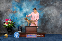 Border Terrier #10 Sat WBMCH Judge  Pat Trotter