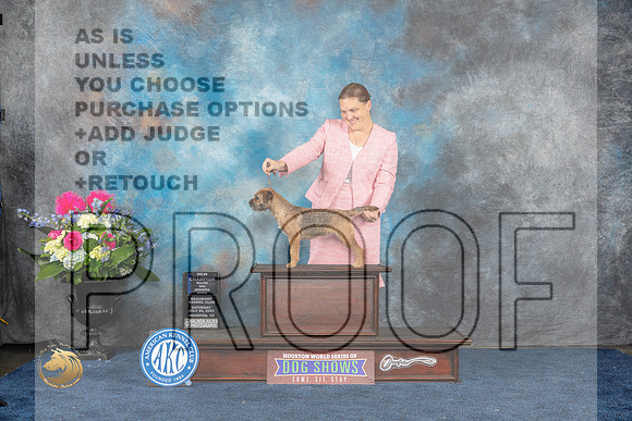 Border Terrier #10 Sat WBMCH Judge  Pat TrotterMJP_6524_HOUSTON_2023_HR3