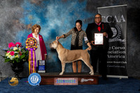 Cane Corso #16 Sat BOB  Judge Donnelle Richards