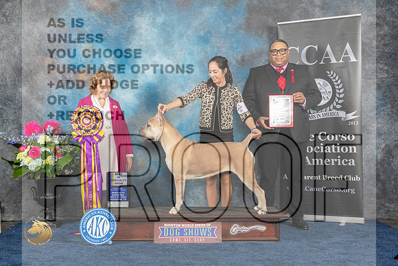 Cane Corso #16 Sat BOB  Judge Donnelle RichardsMJP_6220_HOUSTON_2023_HR3