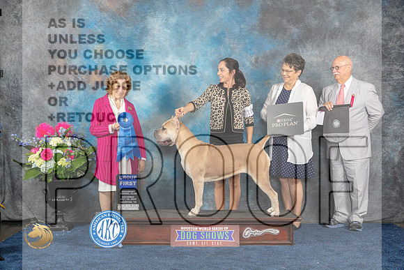 Cane Corso #16 Sat G1 Judge Donelle RichardsMJP_6504_HOUSTON_2023_HR3