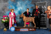 Cane Corso #17 Sat BOS  Judge Donnelle Richards