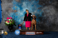 Cane Corso #17 Sat BOS Judge Donnelle Richards r