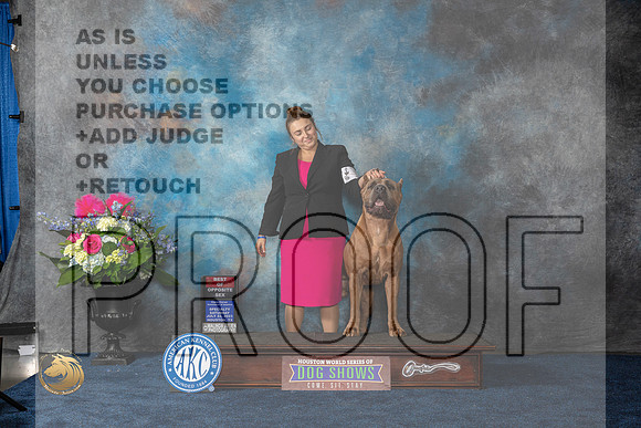 Cane Corso #17 Sat BOS Judge Donnelle Richards rMJP_6330_HOUSTON_2023_HR3