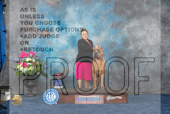 Cane Corso #17 Sat BOS Judge Donnelle Richards rMJP_6333_HOUSTON_2023_HR3