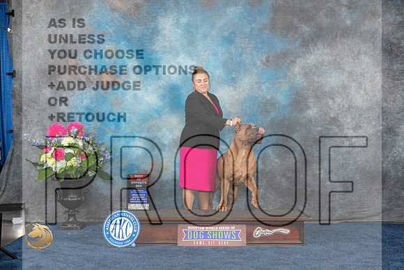 Cane Corso #17 Sat BOS Judge Donnelle Richards rMJP_6335_HOUSTON_2023_HR3