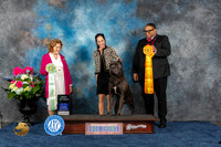 Cane Corso #19 Sat BVet Judge Donnelle Richards