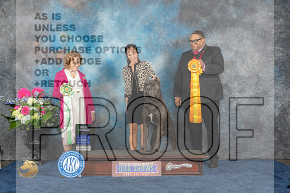 Cane Corso #19 Sat BVet Judge Donnelle RichardsMJP_6258_HOUSTON_2023_HR3