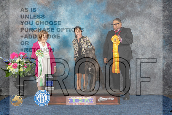 Cane Corso #19 Sat BVet Judge Donnelle RichardsMJP_6259_HOUSTON_2023_HR3
