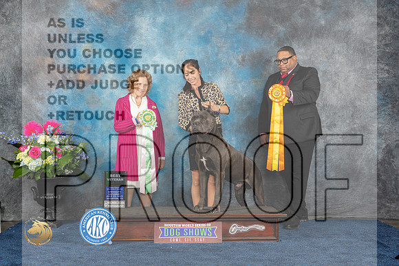 Cane Corso #19 Sat BVet Judge Donnelle RichardsMJP_6263_HOUSTON_2023_HR3