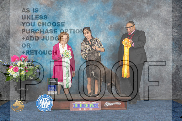 Cane Corso #19 Sat BVet Judge Donnelle RichardsMJP_6264_HOUSTON_2023_HR3