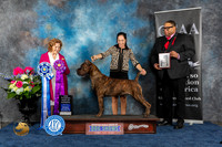Cane Corso #23 Sat WDBOWCH  Judge Donnelle Richards