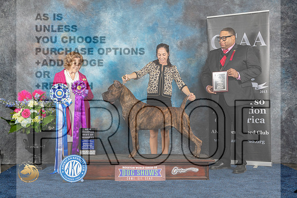 Cane Corso #23 Sat WDBOWCH  Judge Donnelle RichardsMJP_6239_HOUSTON_2023_HR3