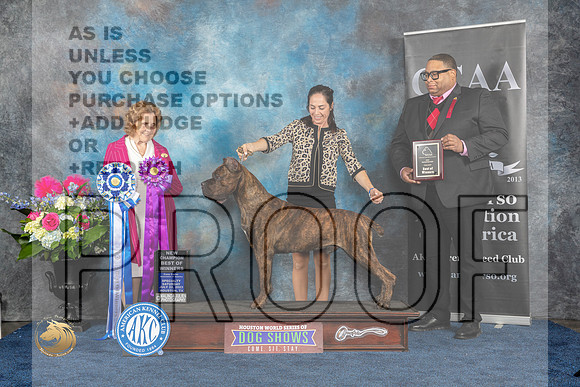 Cane Corso #23 Sat WDBOWCH  Judge Donnelle RichardsMJP_6241_HOUSTON_2023_HR3