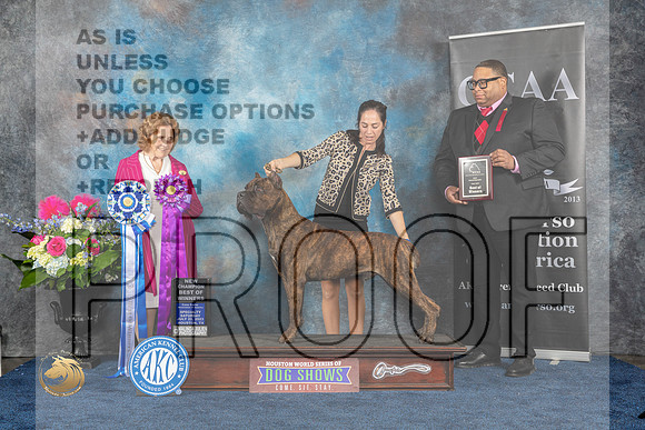 Cane Corso #23 Sat WDBOWCH  Judge Donnelle RichardsMJP_6243_HOUSTON_2023_HR3