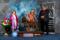Cane Corso #30 Sat RWB  Judge Donnelle Richards