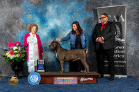 Cane Corso #44 Sat SB  Judge Donnelle Richards