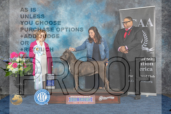 Cane Corso #44 Sat SB  Judge Donnelle RichardsMJP_6234_HOUSTON_2023_HR3