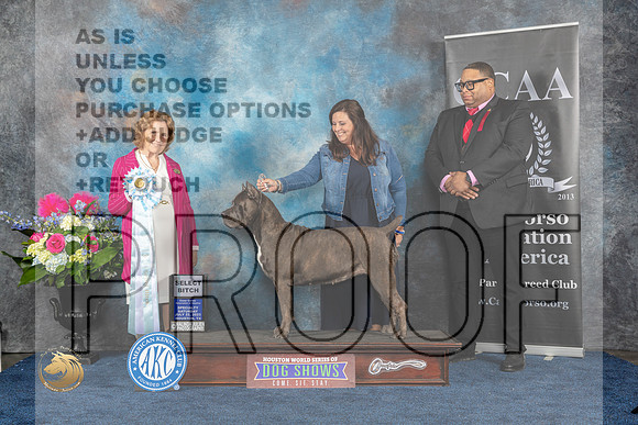 Cane Corso #44 Sat SB  Judge Donnelle RichardsMJP_6236_HOUSTON_2023_HR3