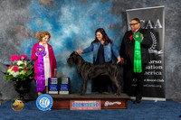 Cane Corso #44 Sat WB  Judge Donnelle Richards
