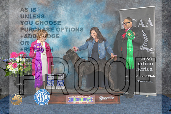 Cane Corso #44 Sat WB  Judge Donnelle RichardsMJP_6223_HOUSTON_2023_HR3