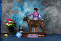 Cane Corso #7 Sat DD Judge Del Richards