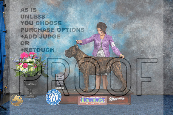 Cane Corso #7 Sat DD Judge Del RichardsMJP_6479_HOUSTON_2023_HR3