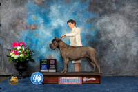 Cane Corso #9 Sat OHBOBAOM Judge Donnelle Richards